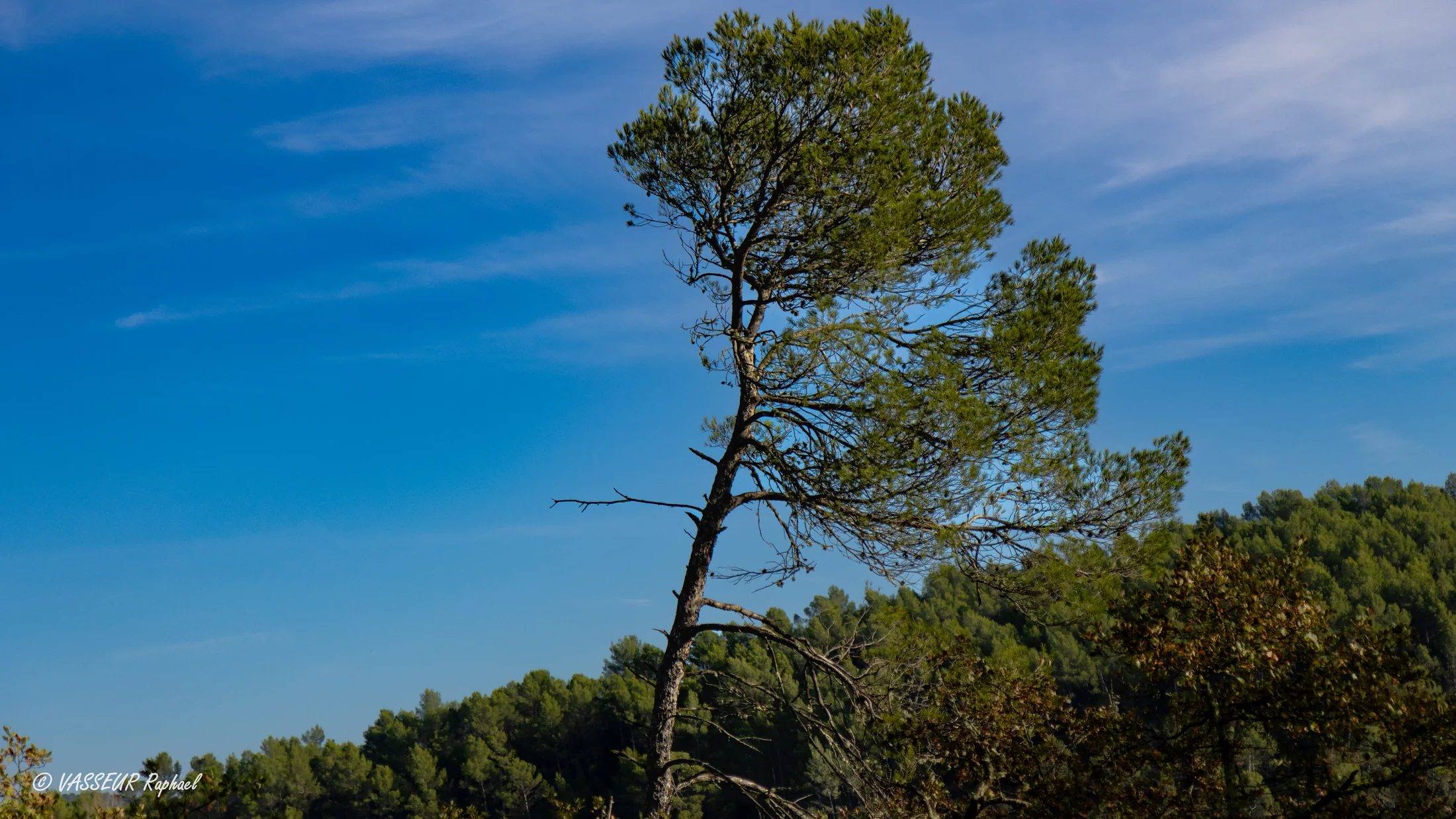Arbre sur l'axe central — composition symétrique