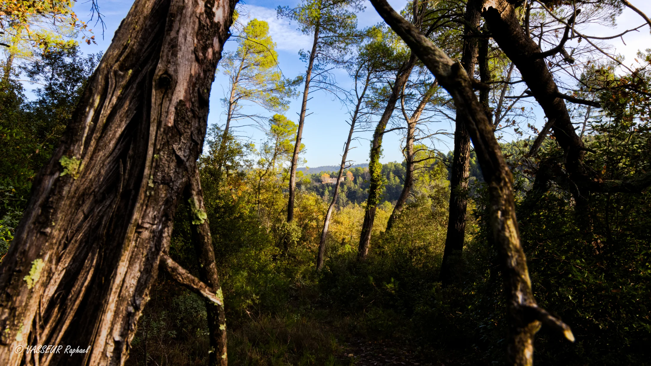 Cadre naturel — le sujet encadré par la végétation