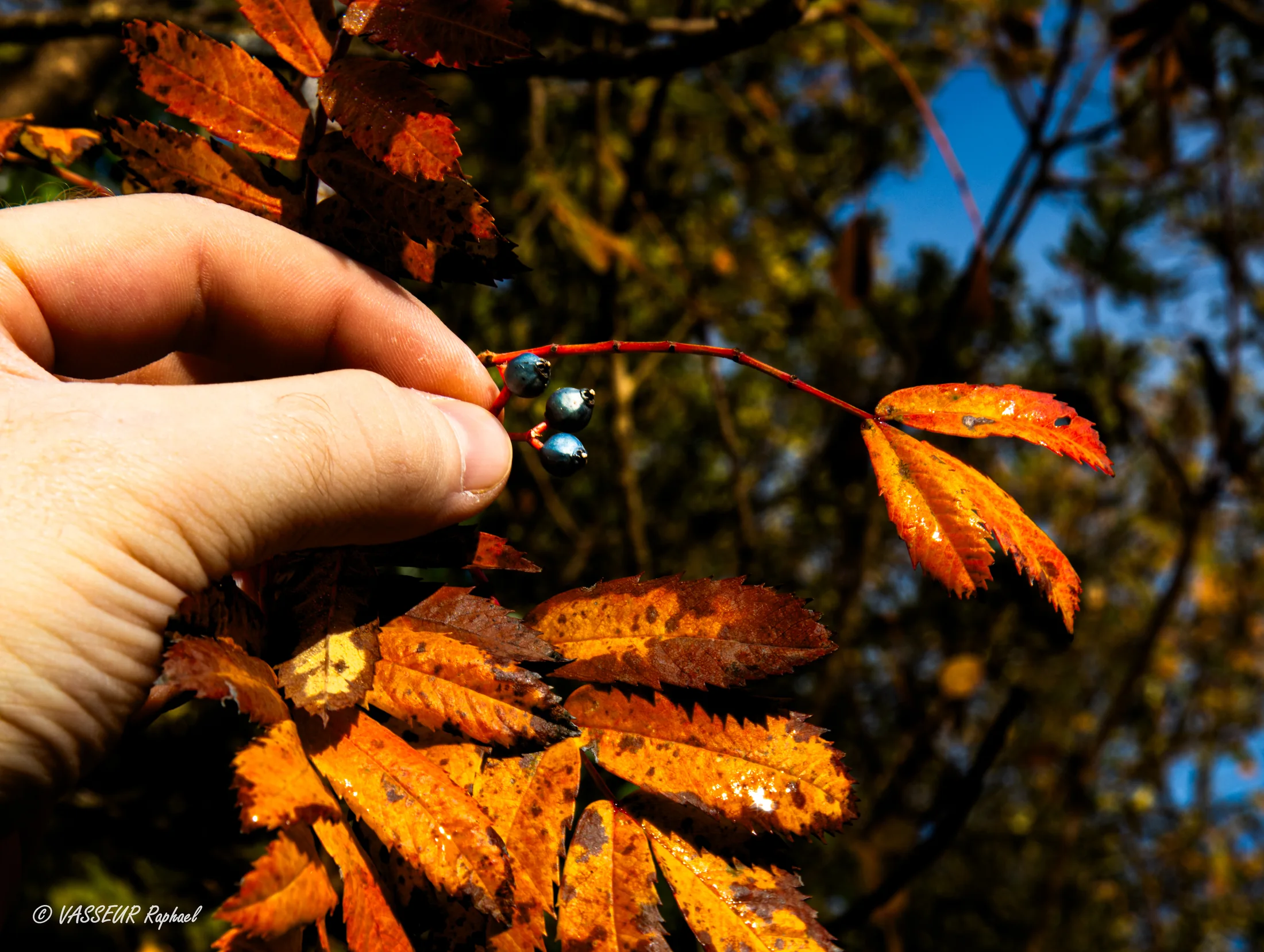 Couleurs complémentaires — contrastes d'automne