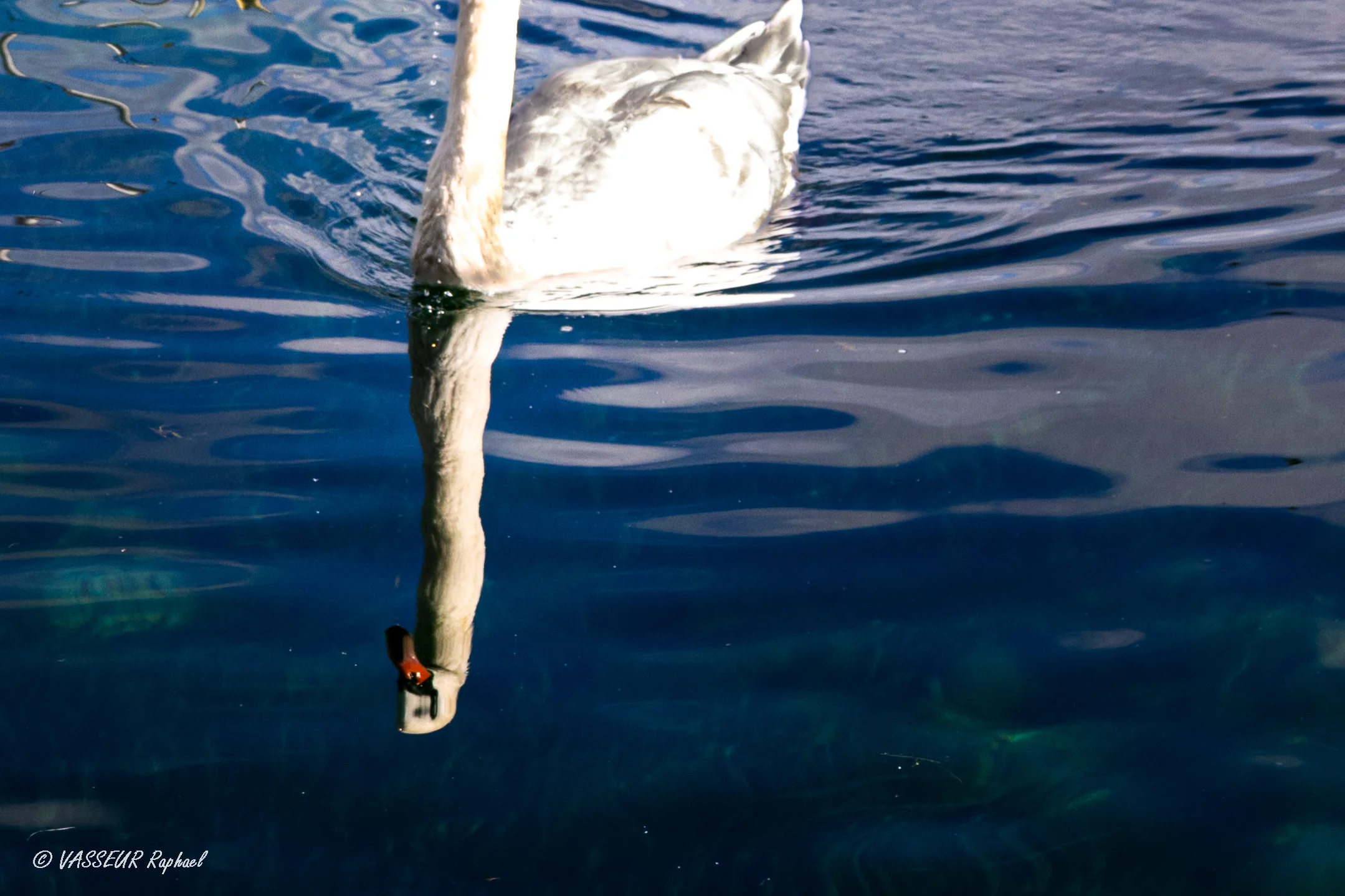 Cygne en mouvement — léger filé à la vitesse lente