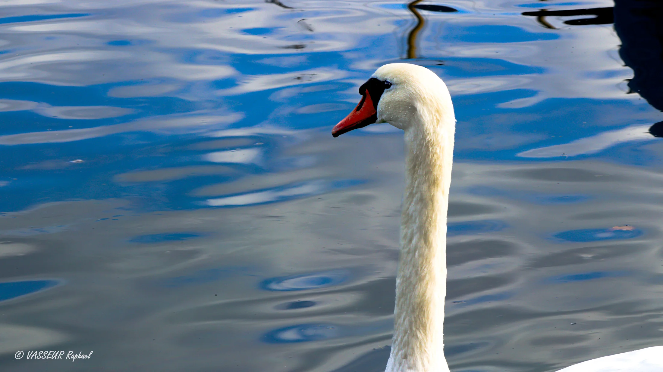 Cygne — le regard capté au fil de l'eau