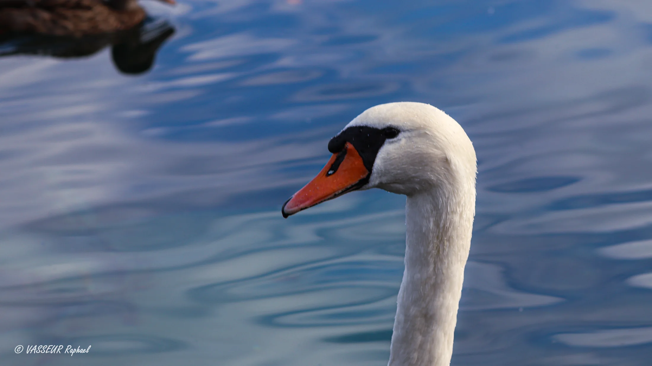 Cygne — gros plan sur la tête et le port de cou
