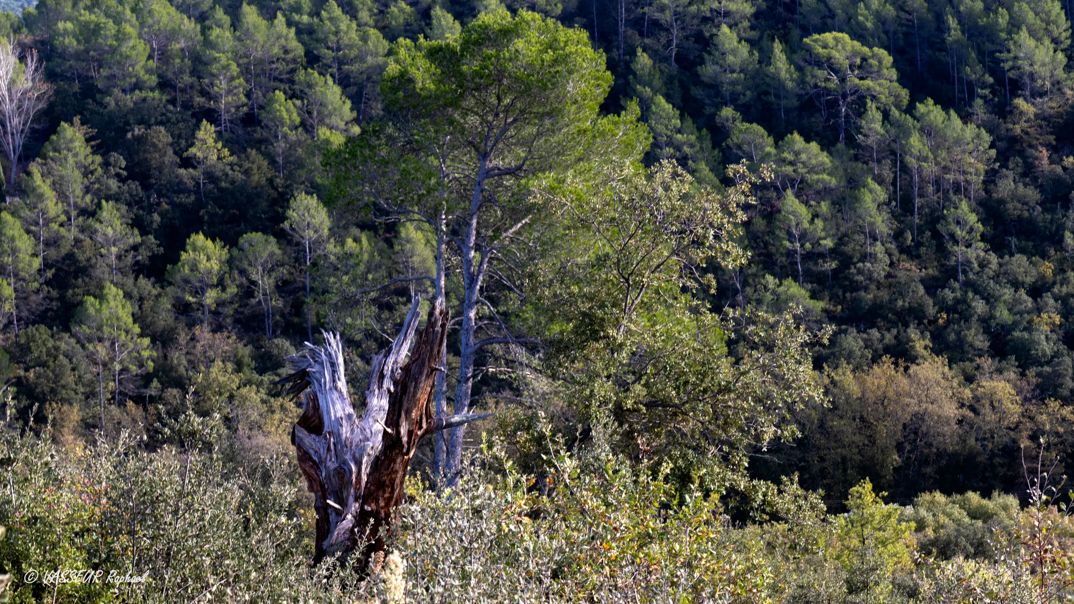Sans cadre naturel — la même scène dénuée d'encadrement (contre-exemple)